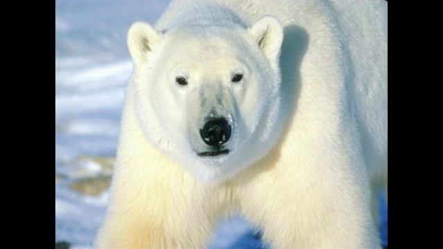 5 САМЫХ ОПАСНЫХ ЖИВОТНЫХ В РОССИИ! смотреть онлайн