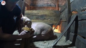 Сложный опорос у свиноматки первородки породы ландрас