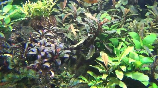 Содержание Буцефаландр. Наш опыт.