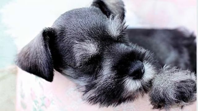 Цвергшнауцер  или миттельшнауцер