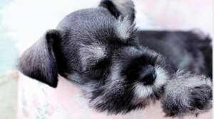 Цвергшнауцер  или миттельшнауцер