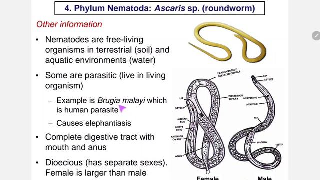 1.6 (g) Phylum Nematoda_ roundworm смотреть онлайн