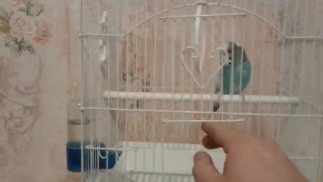 Как приучить попугая смотреть онлайн