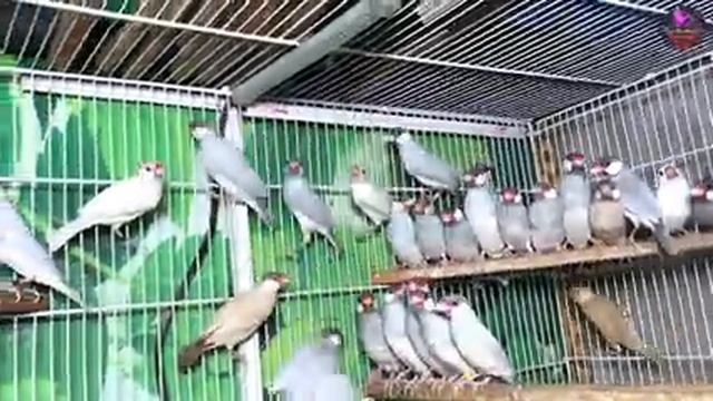 Java Finch Business plan|| Java Farming|| Birds breeding Business смотреть онлайн