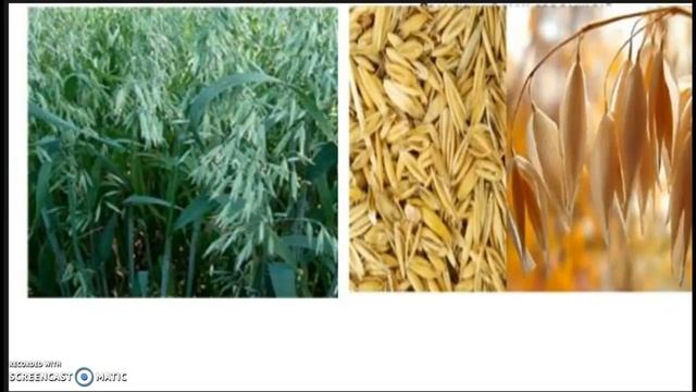 6Б 27.04.2020 Дары Старого и Нового Света смотреть онлайн