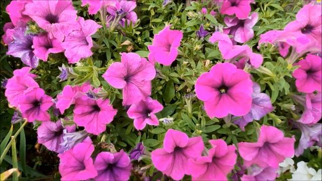 Лучший сорт петунии Fanfare на 2022г. Сорт Петунии без лысой середины.Ампельная петуния. смотреть онлайн