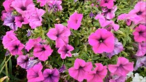 Лучший сорт петунии Fanfare на 2022г. Сорт Петунии без лысой середины.Ампельная петуния.