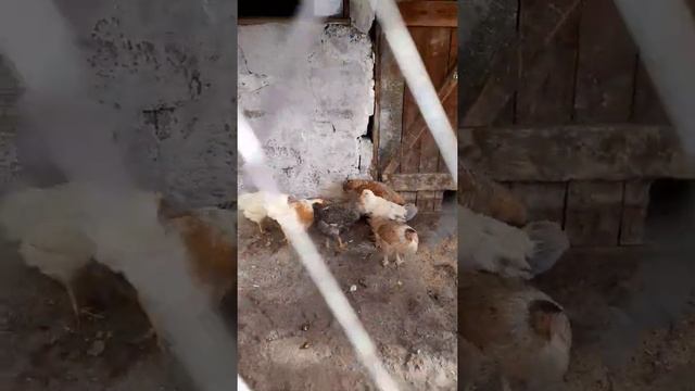 купили кур смотреть онлайн