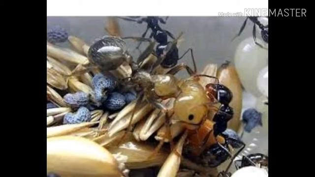 Messor Structor содержание