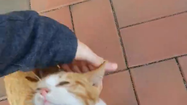 Котенок преследует хозяина смотреть онлайн