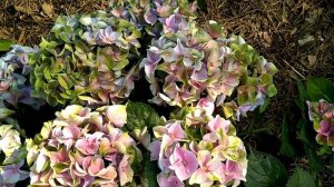 19июня2019 Крупнолистная Гортензия Lady Mata Hari