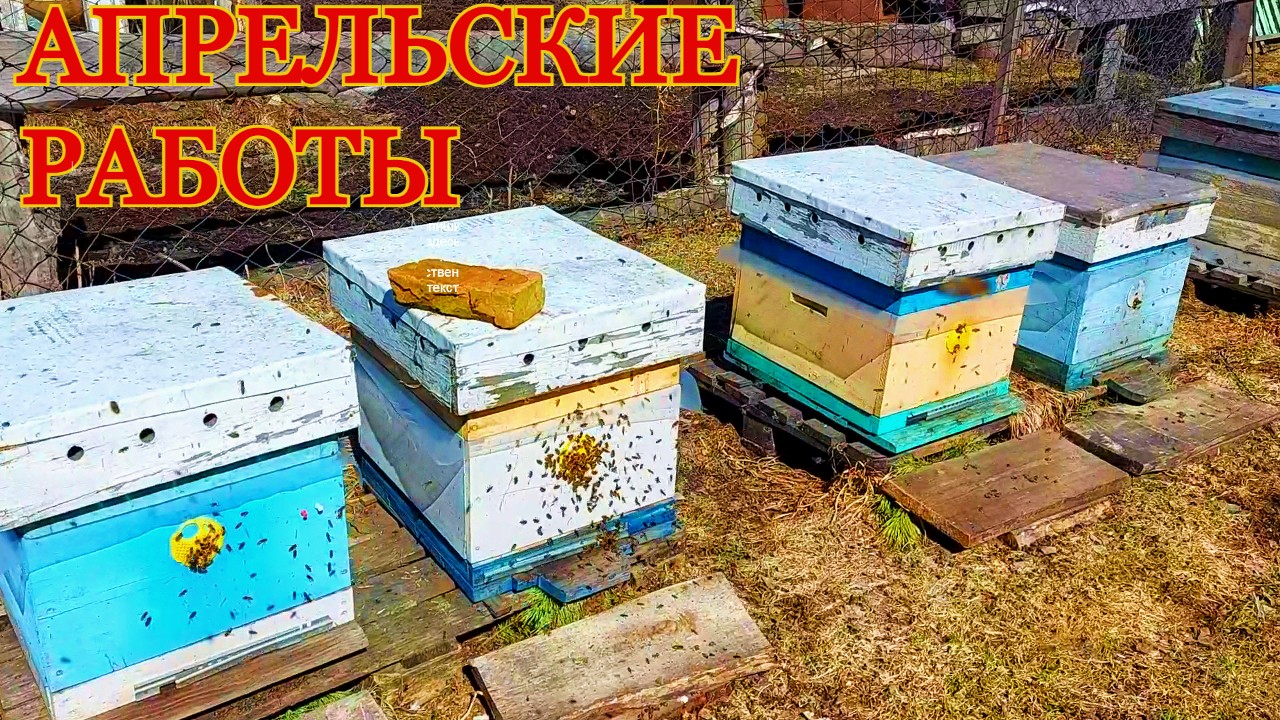 пчёлы весной/работаем на пасеке