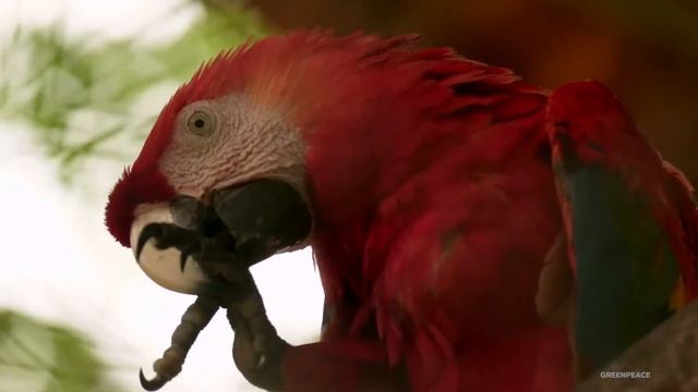 Amazon Watch: Defend Earth Defenders смотреть онлайн