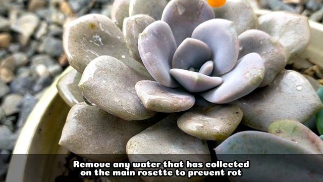 157 GRAPTOVERIA MARGARET ROSE (ROMA) SUCCULENT CARE GUIDE | Succulent Care Tips 다육식물 多肉植物 Suculenta