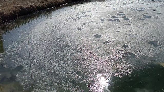 карпы передохли. это фиаско. смотреть онлайн