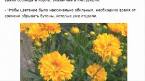 Кореопсис посадка и уход