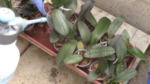 Обработка орхидей от вредителей универсальным препаратом БИ 58