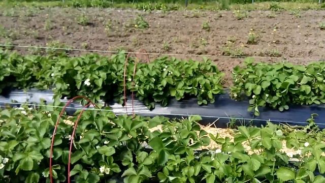 1мая ,обзор клубники,цветет и пахнет!??? смотреть онлайн