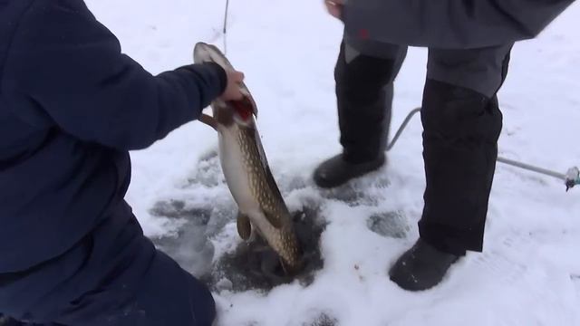 Как мой друг помогал соседям щуку вытаскивать смотреть онлайн