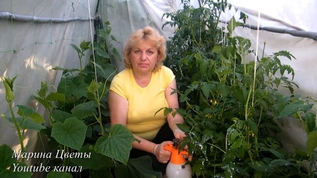 ФИТОФТОРА В ТЕПЛИЦЕ! ПОПЬЕМ ЧАЙКУ!!! Чайные пакетики и йод в борьбе с фитофторой помидор, огурцов смотреть онлайн