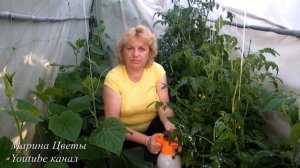 ФИТОФТОРА В ТЕПЛИЦЕ! ПОПЬЕМ ЧАЙКУ!!! Чайные пакетики и йод в борьбе с фитофторой помидор, огурцов