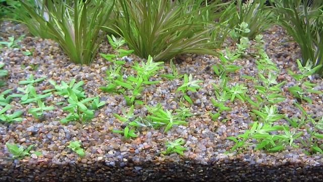 Лава как наполнитель во внешнем фильтре, итоги эксперимента. Биофильтрация в аквариуме. смотреть онлайн