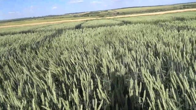 3.07.19. Яровая пшеница, сорт Тризо. Состояние посевов. смотреть онлайн