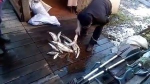 Укусила щука за палец?