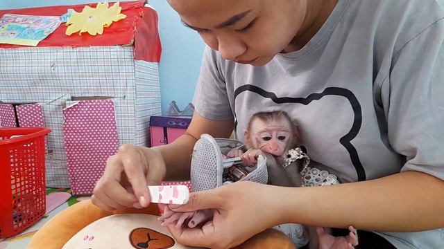 The smart baby monkey Lyly knows how to help her mother get things! смотреть онлайн