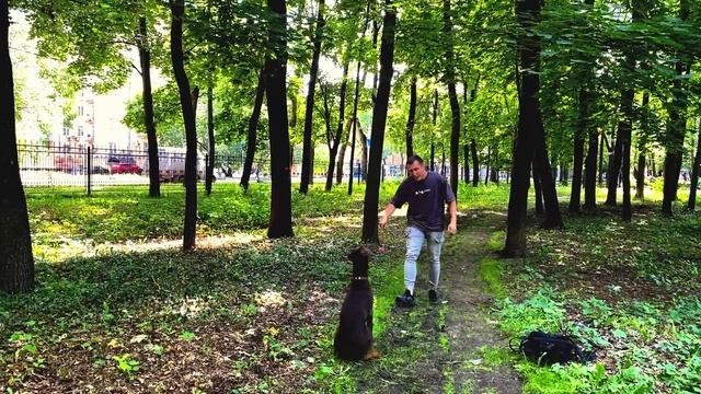 ДРЕССИРУЙ СОБАКУ В ИГРЕ | ДОБЕРМАН КУРТ ЗАНЯТИЕ С КИНОЛОГОМ смотреть онлайн