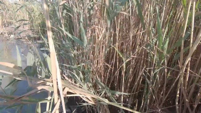 Крым.Открытие охоты на утку.Добыл неизвестную утку,помогите определить название. смотреть онлайн