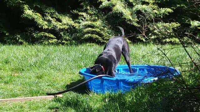 The Mini-Greyhound-Black-Lab and His Three Favorite Things смотреть онлайн