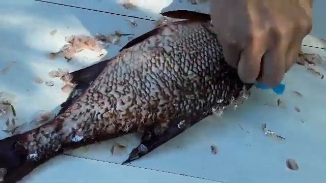 Рыбочистка Стрип Fish смотреть онлайн