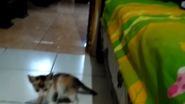 Happy Kitten playing freely смотреть онлайн