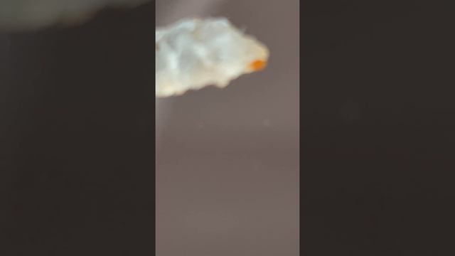 Мастерство и Развитие