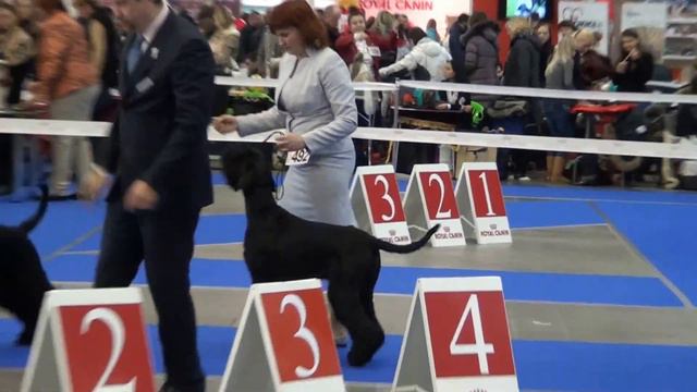 Суки Чемпионы 14,12.13 (2) смотреть онлайн
