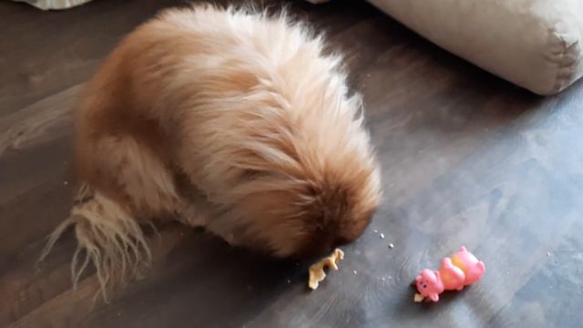 Пекинес Дендик очень вкусный хворост смотреть онлайн