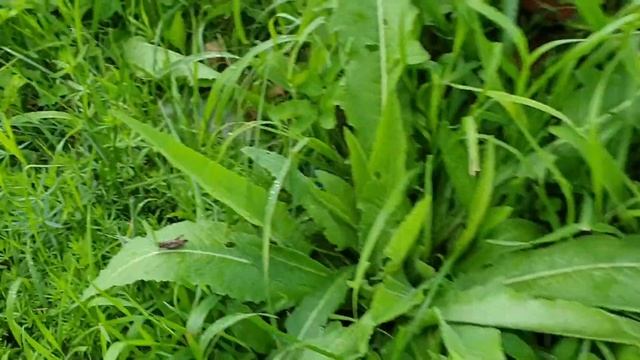 Пересаживаю хосту, Косим траву, Убираем муравейник ? смотреть онлайн