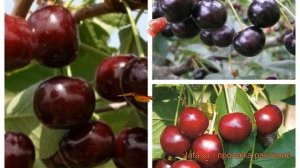 Вишня плодовая Любская-Антрацитовая-Владимирская ? обзор: как сажать, саженцы вишни