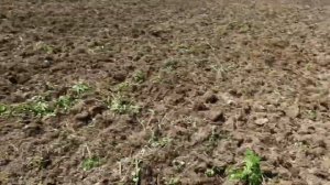 Дискование целины трактором Т-150 с бороной БДТ-3