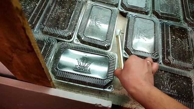 Когда сеять Петунию? Сроки посева первой партии! смотреть онлайн