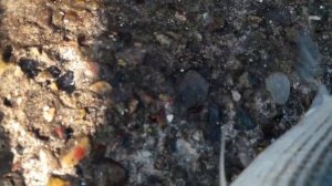 Рыбалка в Сочи с берега в феврале. Кефаль