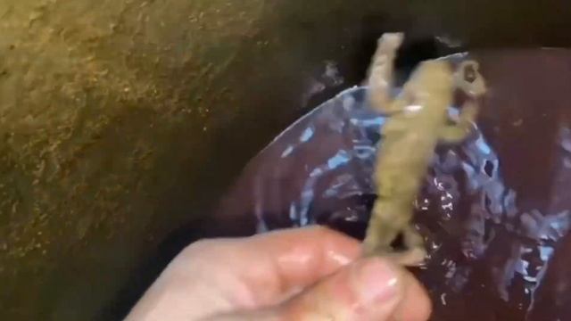 podkapaev.дер. Дубки. Воды полно , насос висел не правильно. смотреть онлайн