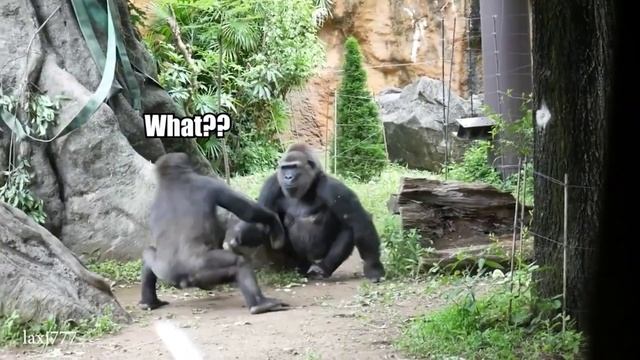 Кринж драка обезьян crazy monkey смотреть онлайн