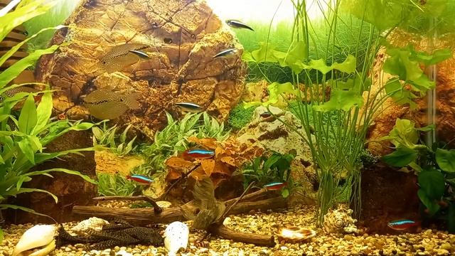 АНЦИСТРУС ВУАЛЕВЫЙ _СТРЕКОЗА_ (Ancistrus Dolichopterus)