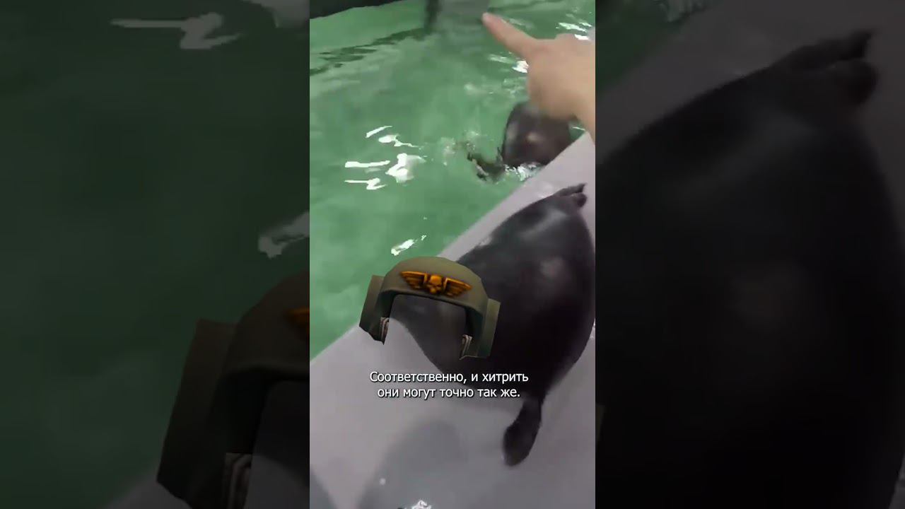 Тюлени гвардейцы смотреть онлайн