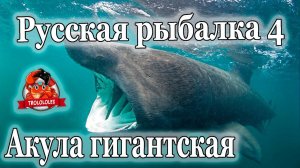 Русская рыбалка 4 Акула ГИГАНТСКАЯ