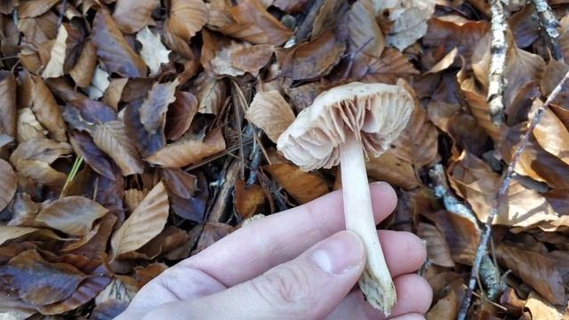 Mycena rosea (un poco pasada). Identificación. смотреть онлайн