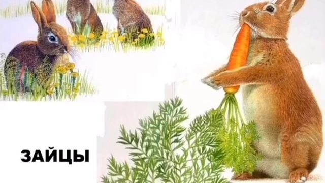 Чем питаются звери? 1 класс смотреть онлайн