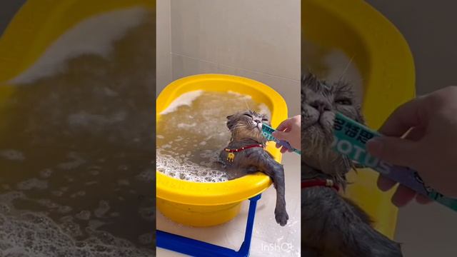 Живёт свою лучшую жизнь смотреть онлайн